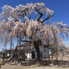 枝垂れ桜