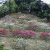 花桃　阿智村