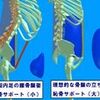 骨盤傾斜による内臓活躍エリアの差と女性生殖器の関連について