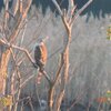 オオタカ　行徳の野鳥観察舎