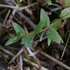 Lindernia dubia subsp. dubia　タケトアゼナ