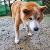 老犬ホームあん｜新人さん さんちゃん＾＾