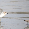 灼熱の砂浜でシギチ