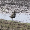 飛び立つムナグロ