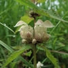 減りゆく植物と、増殖を狙う植物と