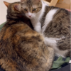 相変わらず仲の良い姉弟猫です(*´ω`*)