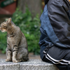 地元繁華街のねこさん