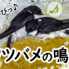 イワツバメの鳴き声【野鳥図鑑・鳴き声図鑑】Delichon urbica　House martin