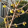 庭の花、部屋のポプリ