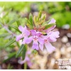 オーストラリアンローズマリー （ウエストリンギア）の花