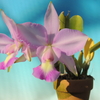 Cattleya  walkeriana`Pink Rainbow' 