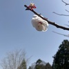 早咲き