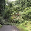 倒木で琴平峠通れず