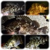 月曜のカサゴ、メバル