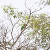 ジャマイカインコ Olive-throated Parakeet