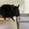 くろごまあん二世 209日目