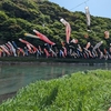 風光明媚な桜橋に彩られる北九州の鯉のぼり祭り🎏