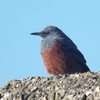 髙萩海岸の鳥　ハヤブサなど