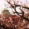 満開の大阪城梅林