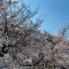 【隅田公園】春の隅田川は東京スカイツリーと桜の絶景スポット