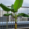 バナナ成長記録 ６月２０日（日）