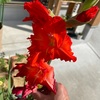 グラジオラスの開花は続いてます