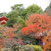 京都の紅葉～Momiji～