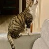 元保護猫【つばさ】正式譲渡になりました！