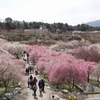 三重）いなべ市梅林公園。三岐鉄道北勢線。