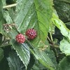 Raspberries