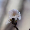 子福桜と枝垂れ梅