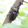 5歳児カブトムシを飼う＠びーとる