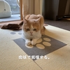雨田甘夏、満室です。【猫と病院と予行事情】