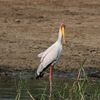 アフリカトキコウ(Yellow-billed Stork)