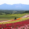 霧と花の北海道横断旅(6)