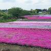 富田さとにわ耕園へ芝桜を見に行きました【千葉ウシノヒロバ隣接】