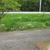 草刈りサタデー