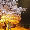 夜桜。関屋分水路あたり。
