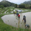 田植え