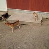 老犬ホームあん｜譲渡会