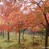 旭川ダム公園　いま紅葉が見頃です（秋田県秋田市）