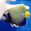 【現物11】タテジマキンチャクダイ 14cm±! 海水魚 ヤッコ【ヤッコ】