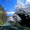 懲りずに🌸桜🌸