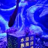 沼津港あれこれ他