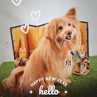 新年のご挨拶