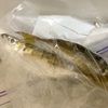釣れたよアジが、うれしい。