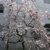 お彼岸なのに桜咲く