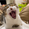 きなこもちとあんころもちの成長記録を終えて