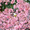 一宮市 大野極楽寺公園の早咲き桜が満開です。