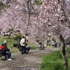 桜花爛漫